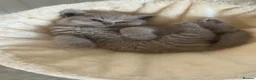 British Shorthair cats for sale: GCCF registered kitten - Advert 9