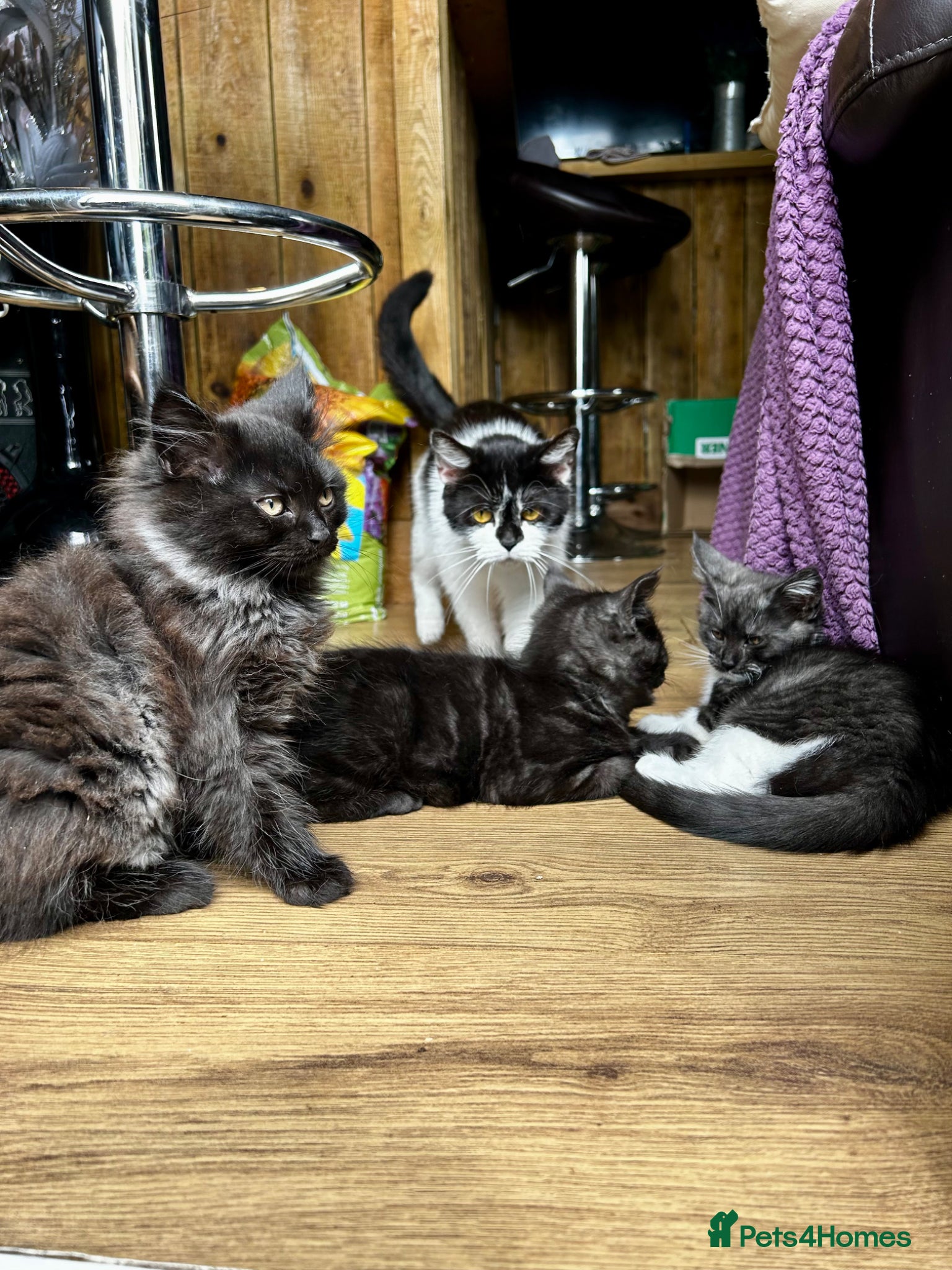 Maine Coon cats for sale: 1 male Maine coon kit left  - Advert 4