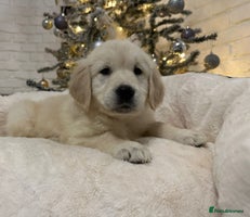 Golden Retriever dogs Golden retriever puppies - Advert 3