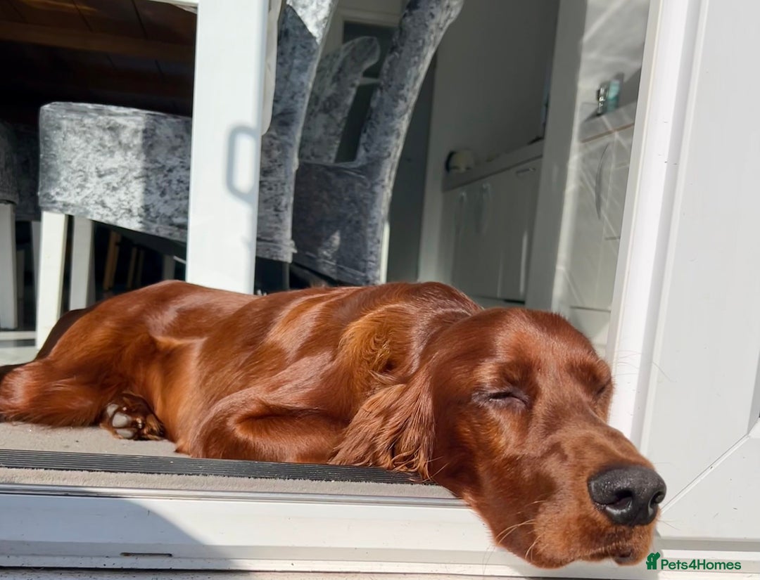 Irish Setter dogs for stud: Beautiful Irish Setter available for stud - Image 7