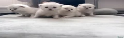 Scottish Fold cats for sale: 🐾✨ Adorable Scottish Fold & Straight Kittens - Advert 30