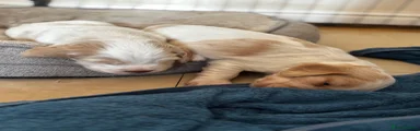 Cocker Spaniel 2