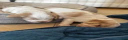 Cocker Spaniel dogs for sale: Stunning Working Cocker Spaniels  - Advert 24