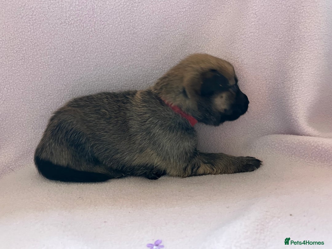 Mixed Breed dogs for sale: belgian malinois mix cross German shepherd  - Advert 14