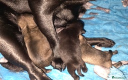 Pug dogs for sale: KC Pug puppies 4 girls 3 boys - Image 15