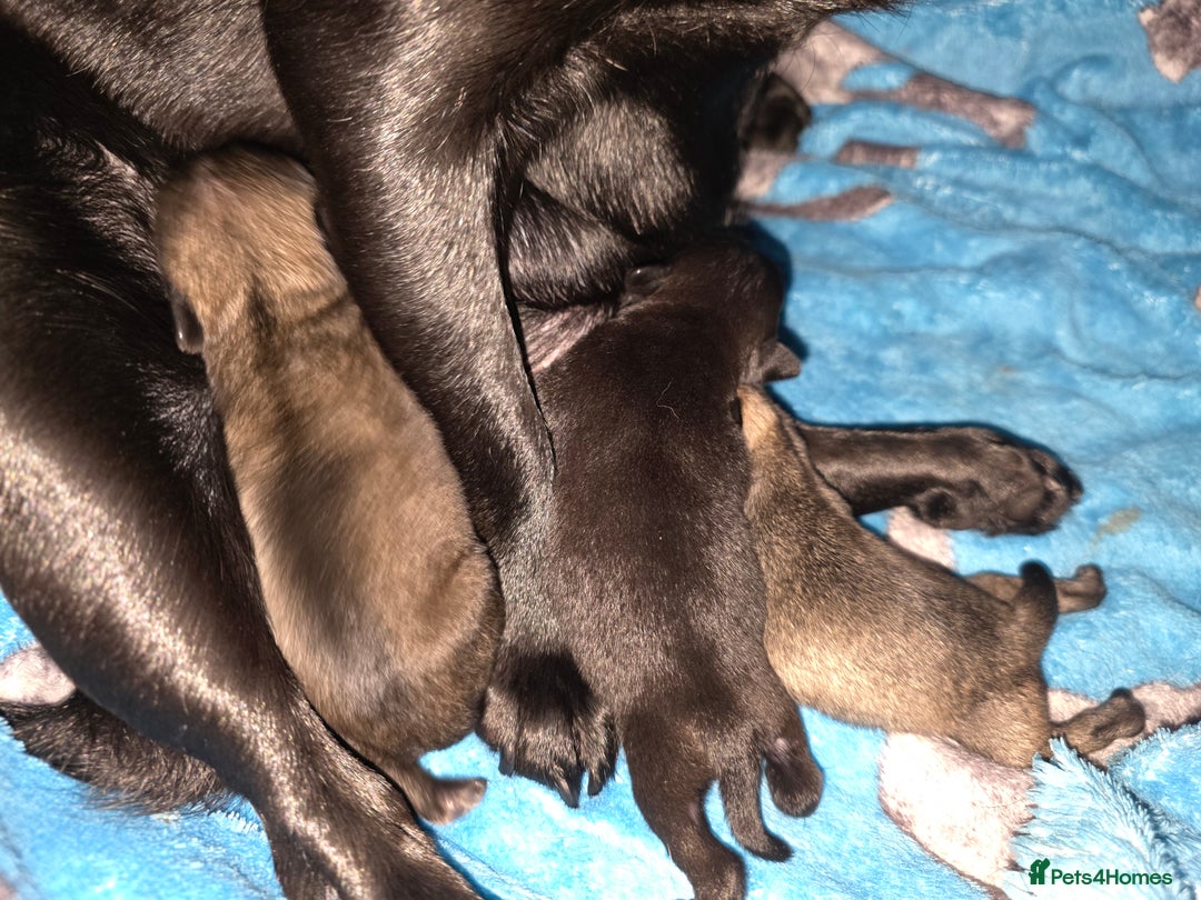 Pug dogs for sale: KC Pug puppies 4 girls 3 boys - Image 15