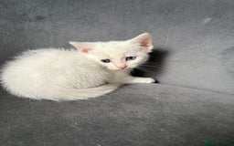 Maine Coon cats for sale: Maincoon mixed bengal kittens - Image 7