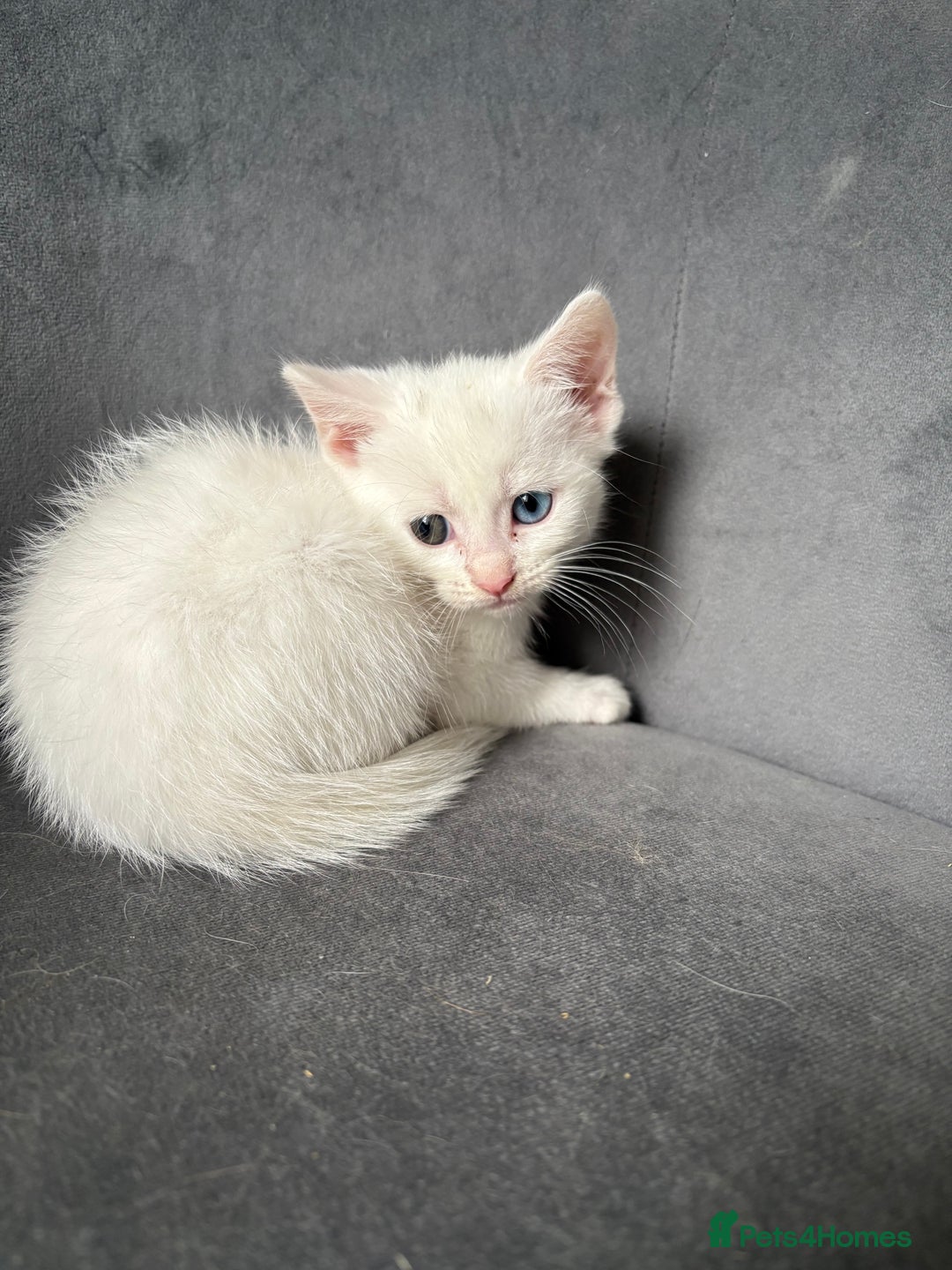 Maine Coon cats for sale: Maincoon mixed bengal kittens - Image 7