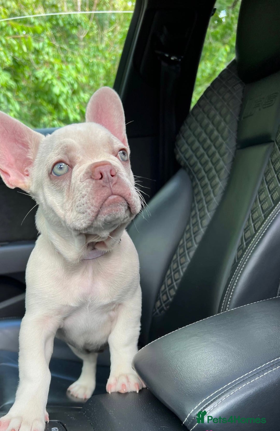 Mixed Breed dogs for sale: Bonded Frenchie Bulldog & Mini Dachshund  - Image 4