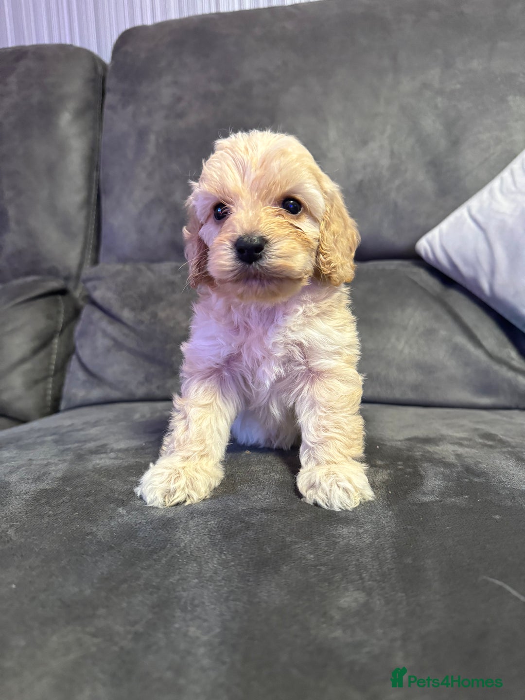 Cockapoo dogs for sale: Apricot Cockapoo Puppies  - Image 4