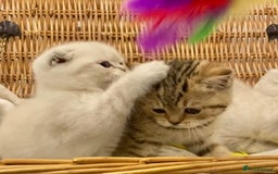 British Shorthair cats for sale: 🧸EXCEPTIONAL QUALITY PURE BREED BSH TEDDY BEARS🧸 - Advert 25