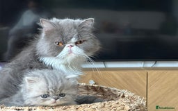 Persian cats for sale: 🐾 Beautiful Himalayan Persian Kittens 🐾 - Image 19