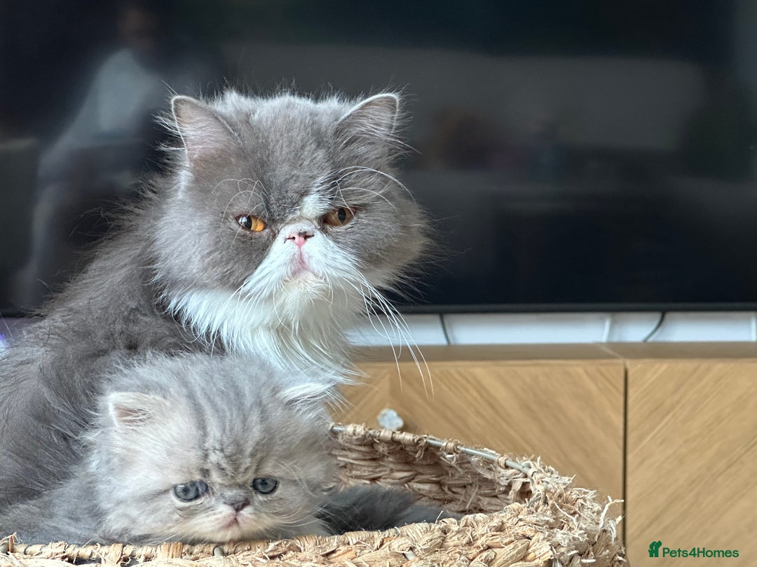 Persian cats for sale: 🐾 Beautiful Himalayan Persian Kittens 🐾 - Image 19