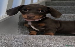 Miniature Dachshund dogs for sale: 🩷1 PETITE BABY LEFT💜READY TODAY HAD BOTH JABS 🩷 in Chorley - Image 1