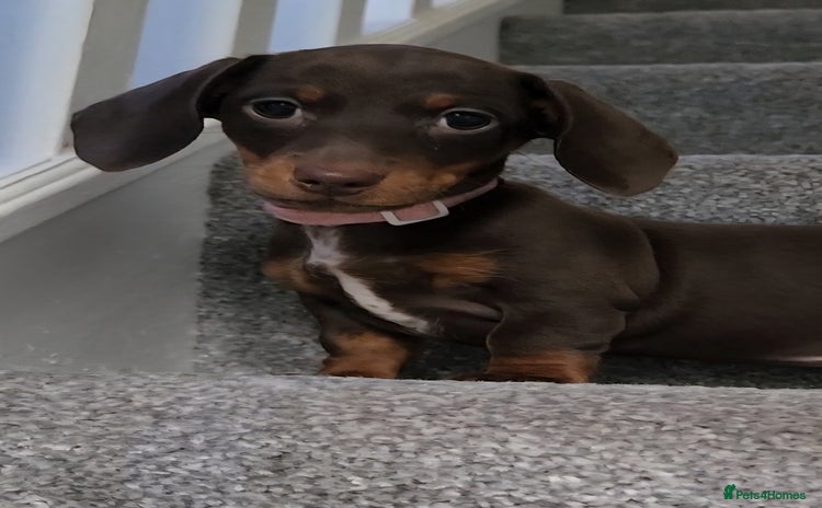 Miniature Dachshund dogs in Chorley - Advert 12