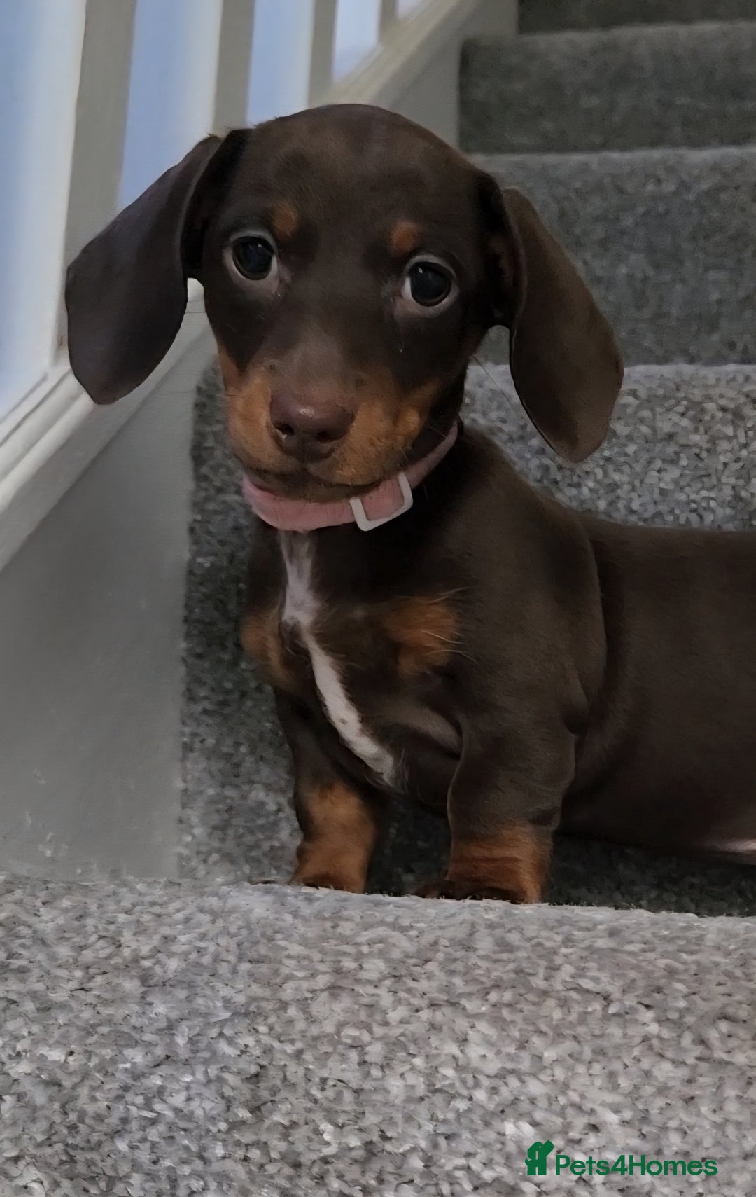Miniature Dachshund dogs for sale: 🩷1 PETITE BABY LEFT💜READY TODAY HAD BOTH JABS 🩷 in Chorley - Image 1