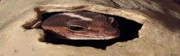 Mixed Breed reptiles for sale: Various reptiles  in Loughborough - Advert 7