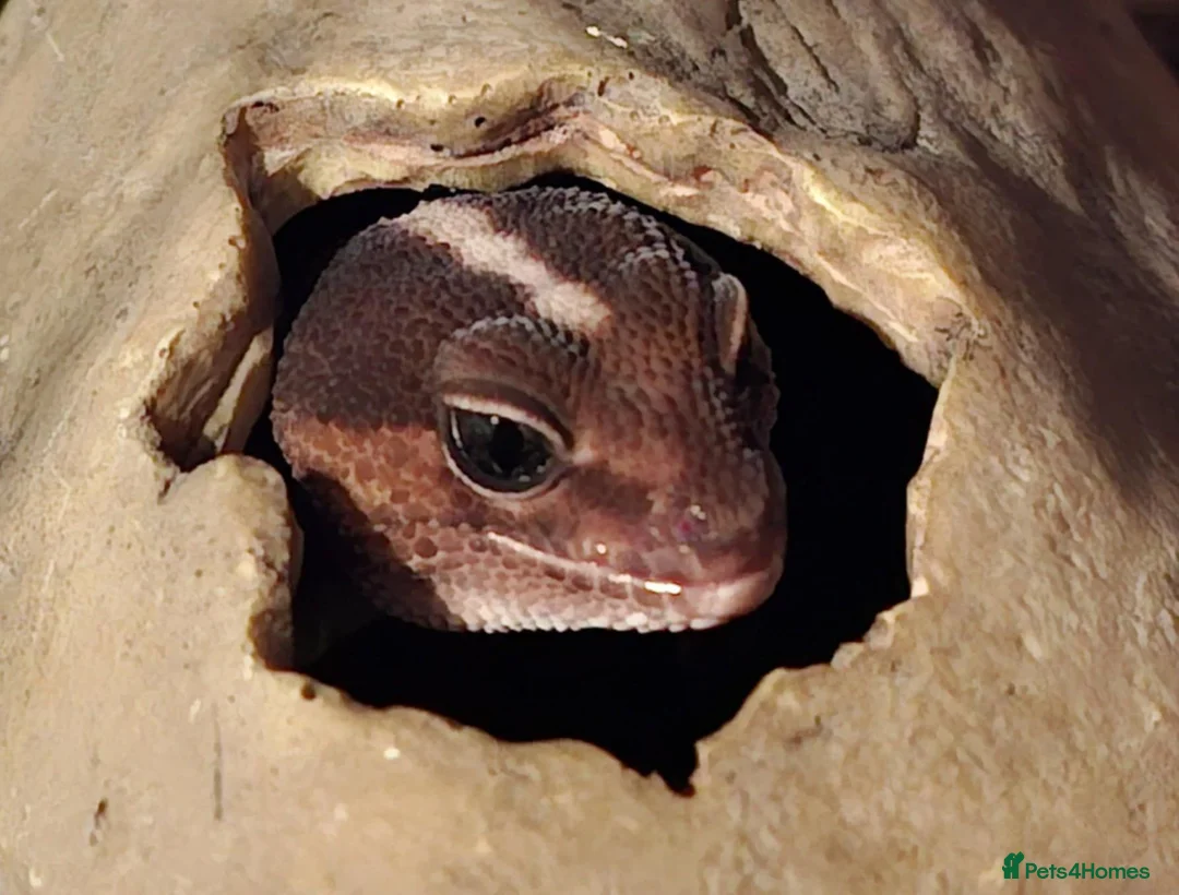 Mixed Breed reptiles for sale: Various reptiles  in Loughborough - Advert 7