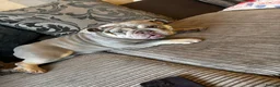 English Bulldog dogs for sale: Meet Elsie  in Bridgwater - Advert 2