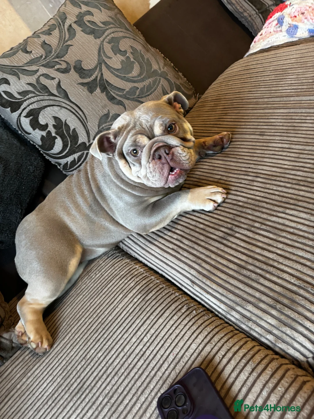 English Bulldog dogs for sale: Meet Elsie  in Bridgwater - Advert 2