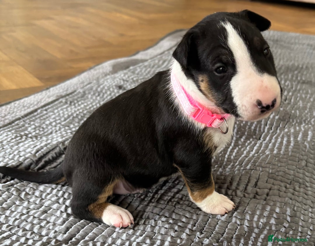 English Bull Terrier dogs for sale: Beautiful English bull terrier  - Image 12