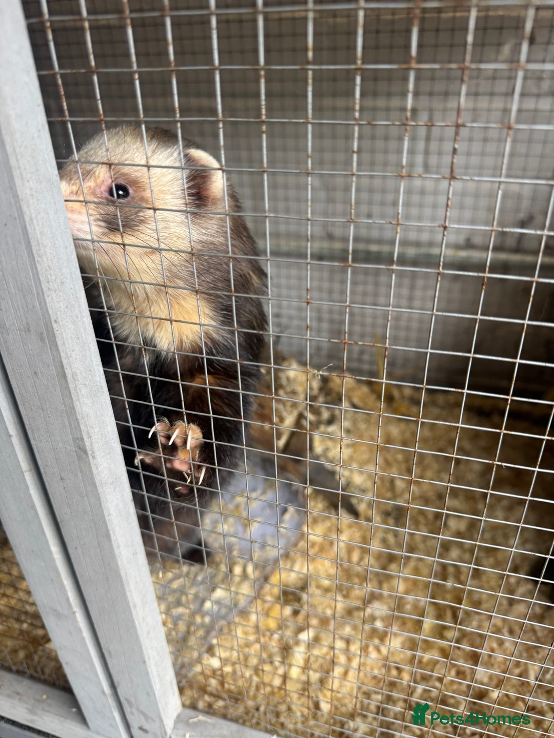Ferret rodents for sale: Male ferret 2 year old  - Advert 2