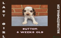 Cocker Spaniel dogs for sale: Beautiful Show Cocker Girl ready NOW  - Image 6