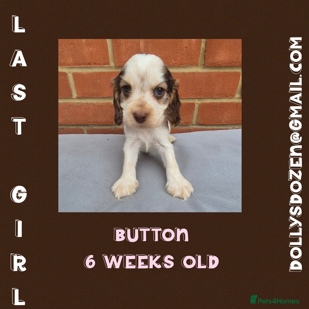 Cocker Spaniel dogs for sale: Beautiful Show Cocker Girl ready NOW  - Image 6