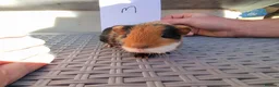 Guinea Pig rodents for sale: Baby Guinea Pigs  in Usk - Advert 5