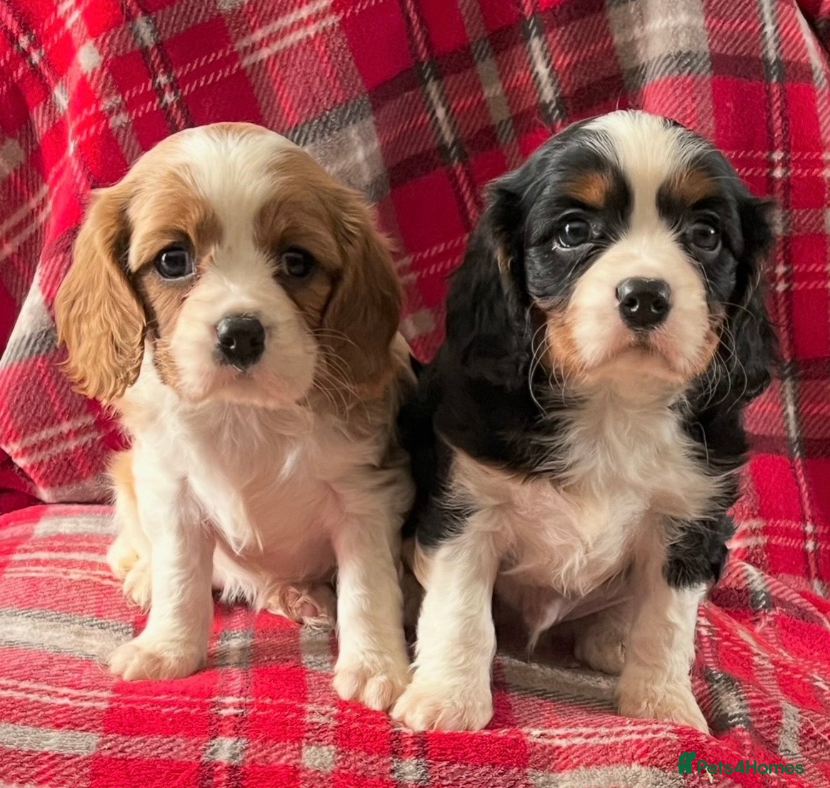 Cavalier King Charles Spaniel dogs Beautiful King Charles Cavalier puppies - Advert 6
