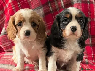 Cavalier King Charles Spaniel dogs Beautiful King Charles Cavalier puppies - Advert 6