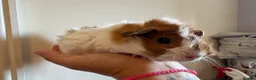 Guinea Pig rodents for sale: Gorgeous piggie ready for new home  - Advert 2