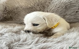 Golden Retriever dogs for sale: KC REGISTERED GOLDEN RETRIEVER PUPS - Image 17