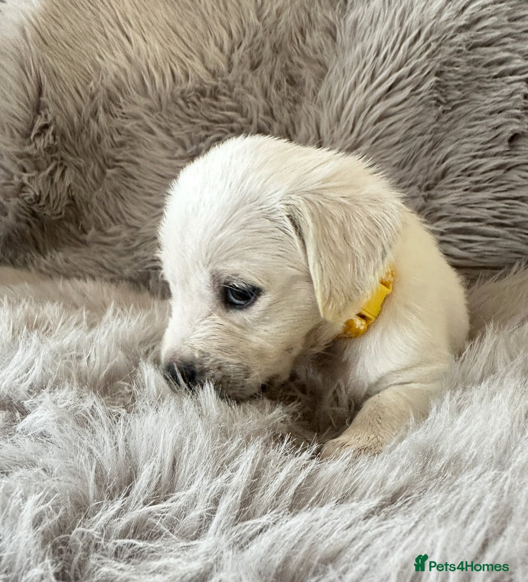 Golden Retriever dogs for sale: KC REGISTERED GOLDEN RETRIEVER PUPS - Image 17