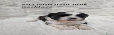 Shih Tzu Puppy 1
