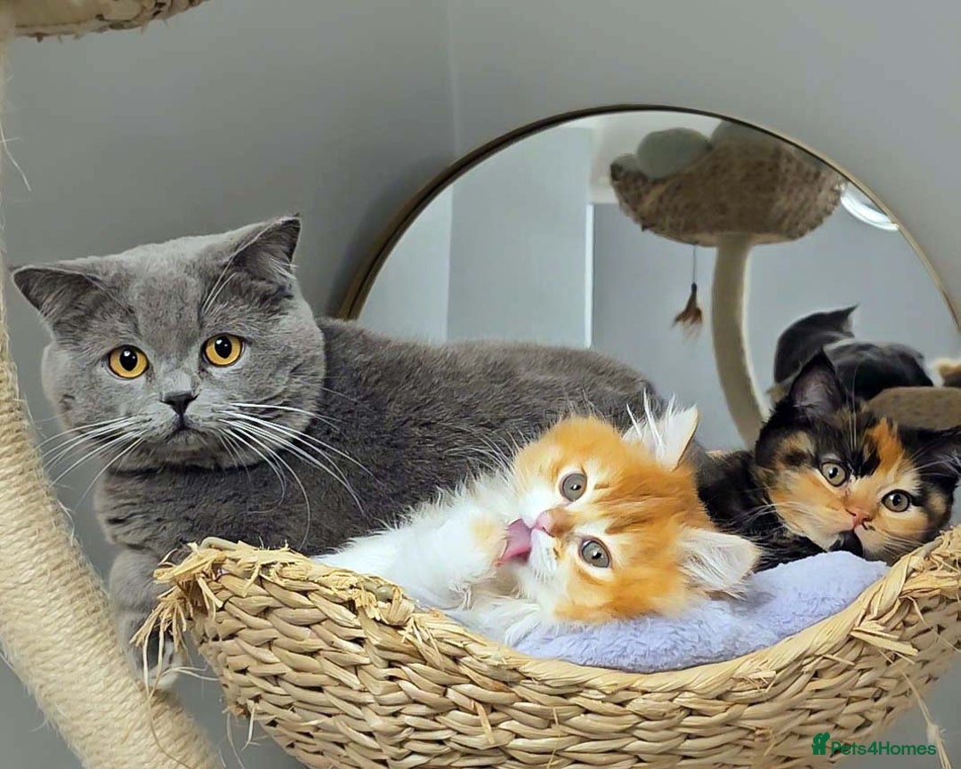 British Shorthair cats for sale: Lovely BSH/BLH Kittens Ready For New Home - Advert 15