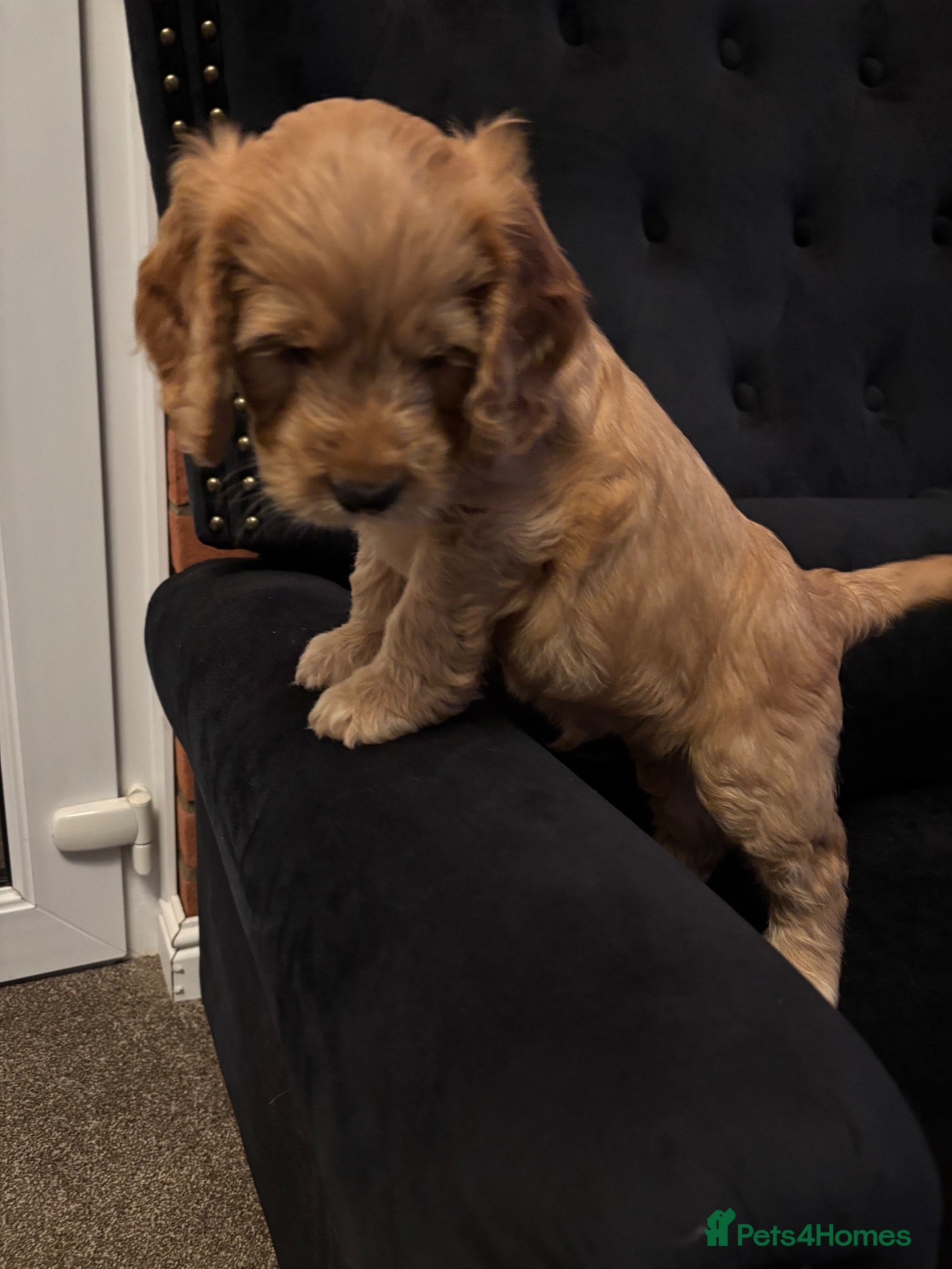 Cockapoo dogs ⭐ F1b cockapoo puppies - Advert 2