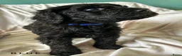 Newfypoo dogs for sale: 8 Beautiful F1 Newfypoo Puppies  - Advert 16
