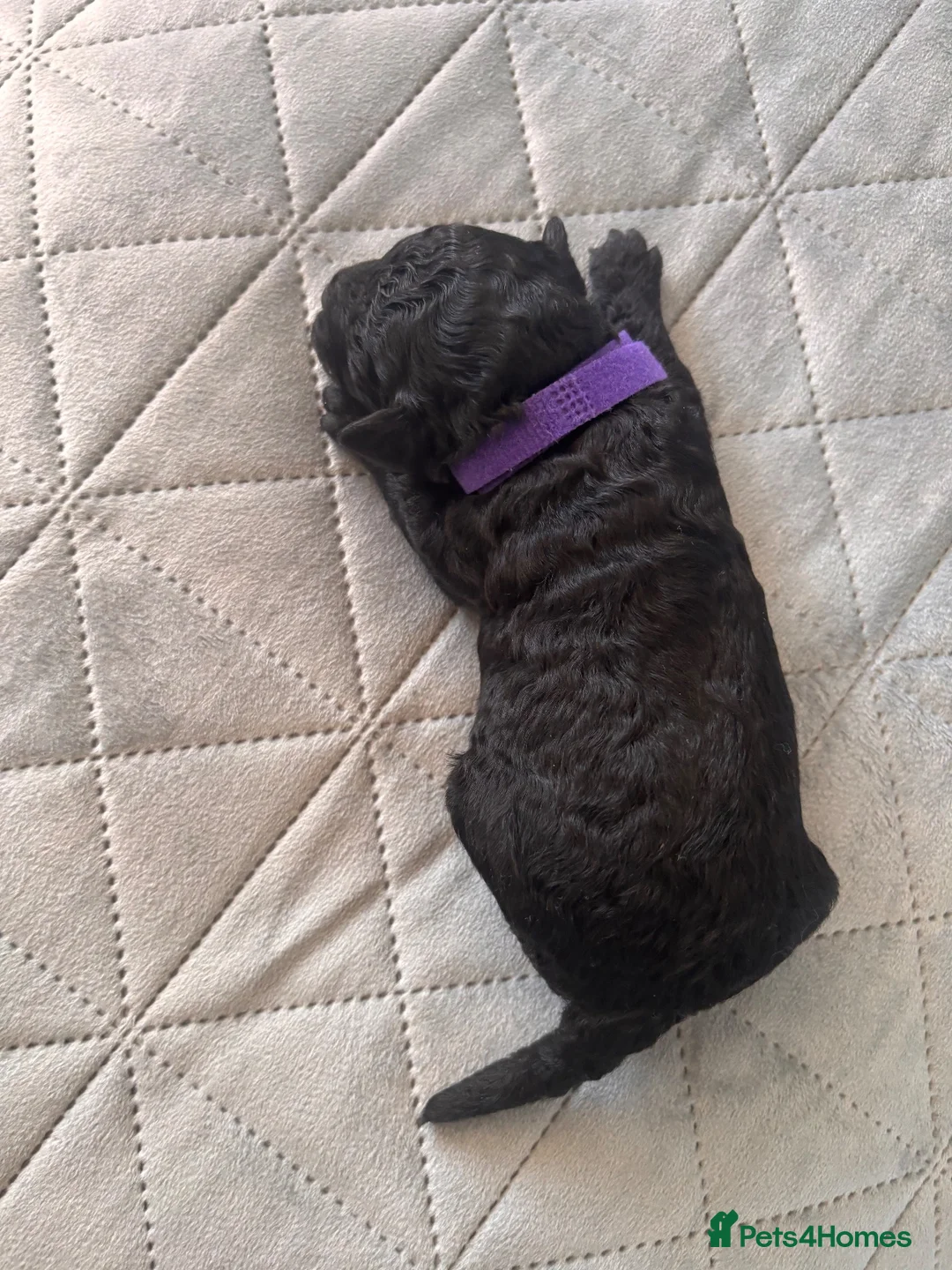 Toy Poodle dogs for sale: KC Registered Toy Poodle Puppies for Sale - Advert 36