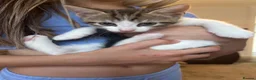 Mixed Breed cats for sale: 2 beautiful girl kittens - Advert 2