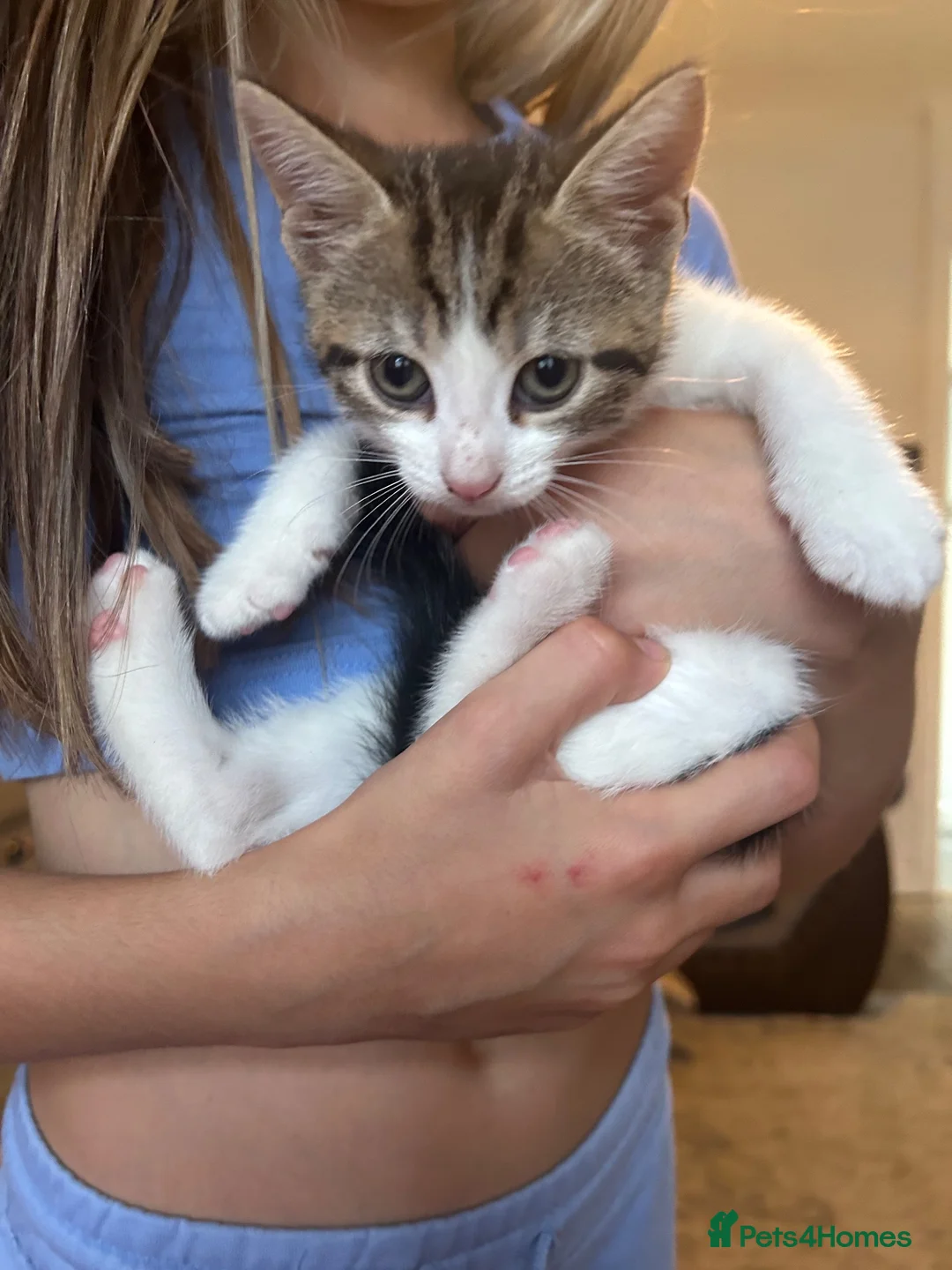 Mixed Breed cats for sale: 2 beautiful girl kittens - Advert 2