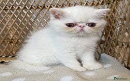 Exotic cats for sale: ❤️Stunning Exotic Shorthair & Longhair Kittens❤️  - Image 13