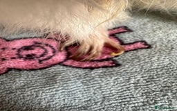 Guinea Pig rodents for sale: Lots of Guinea Pigs Always available!  - Image 27