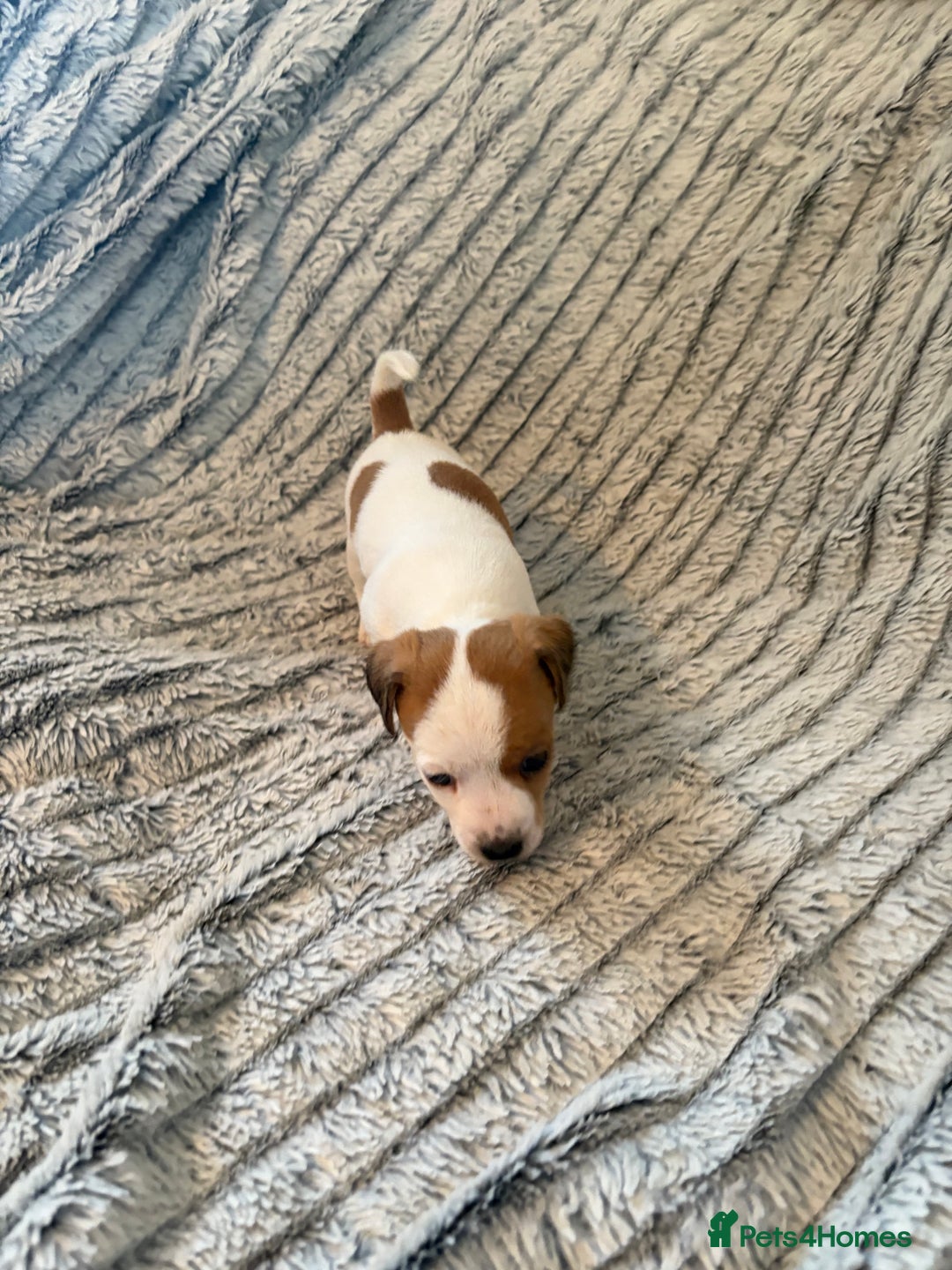 Jack Russell dogs for sale: Jack Russell puppies for sale - Advert 6