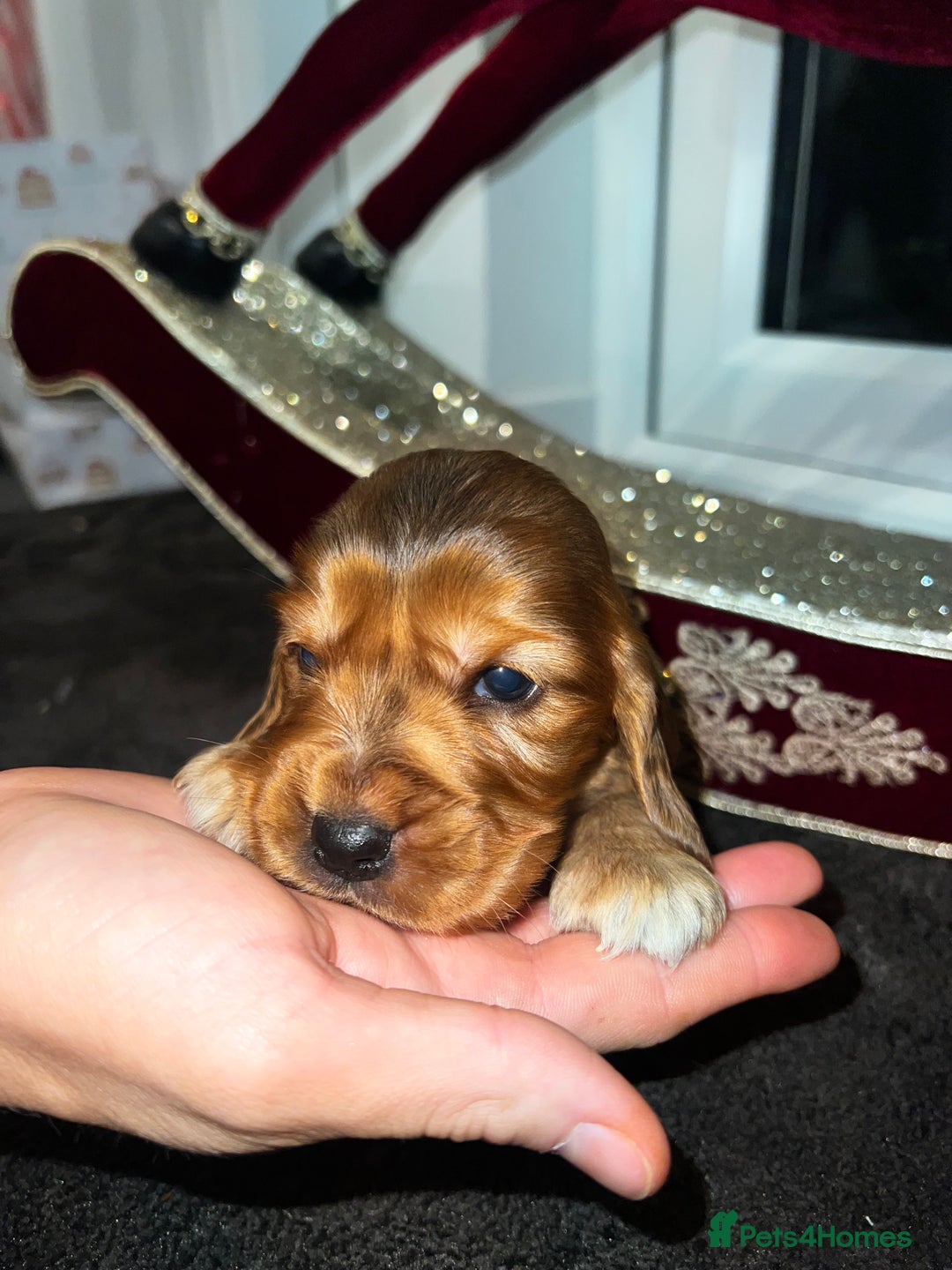 Cocker Spaniel dogs for sale: Show type Cocker spaniel puppies  - Advert 4