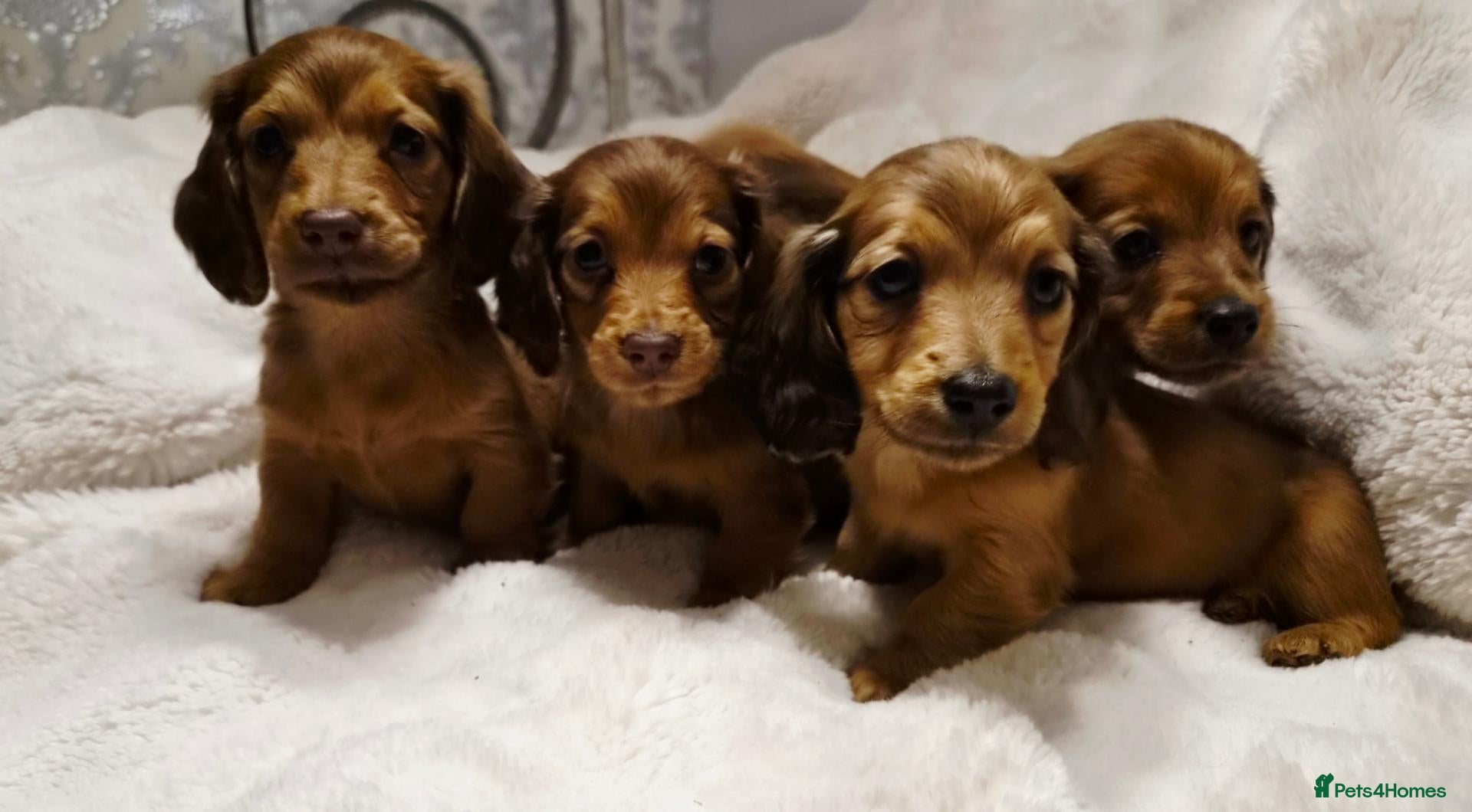Miniature Dachshund dogs for sale: Longhair miniature dachshund puppys 🐶  - Advert 8