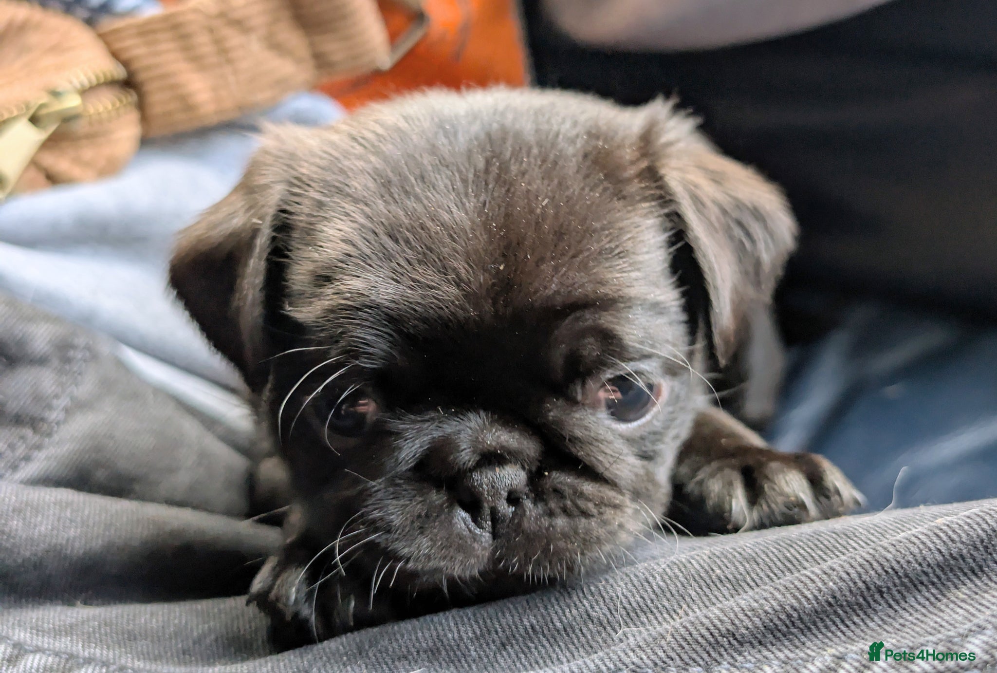 Pug dogs Beautiful pug puppies 2 girls left ready 18/04 - Advert 1