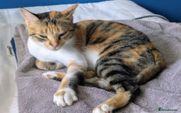 Mixed Breed cats for adoption: Bonded Sisters Lana and Reya 💕 - Image 2