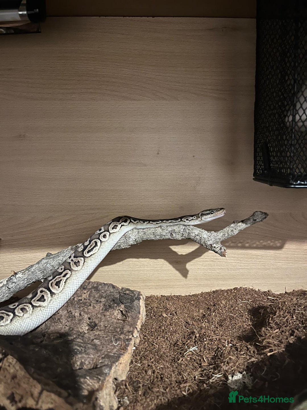 Python Snake reptiles for sale: Royal python and full set-up - Advert 1