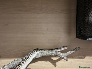 Python Snake reptiles Royal python and full set-up - Advert 6